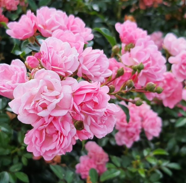 Fleurs de Bach : composé personnalisé – Image 2