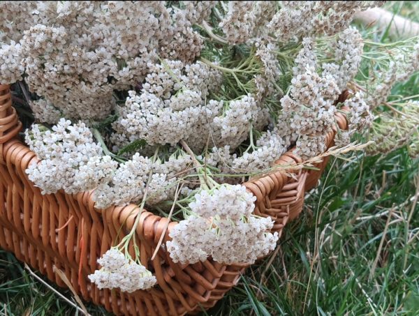 Fleurs de Bach : composé personnalisé – Image 5