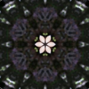 Saison 1 Tirage d'Hiver / Negrido