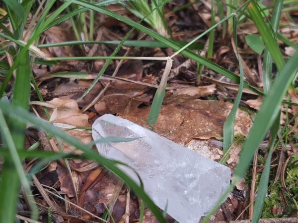 Sortie le Gros Chêne – Image 2