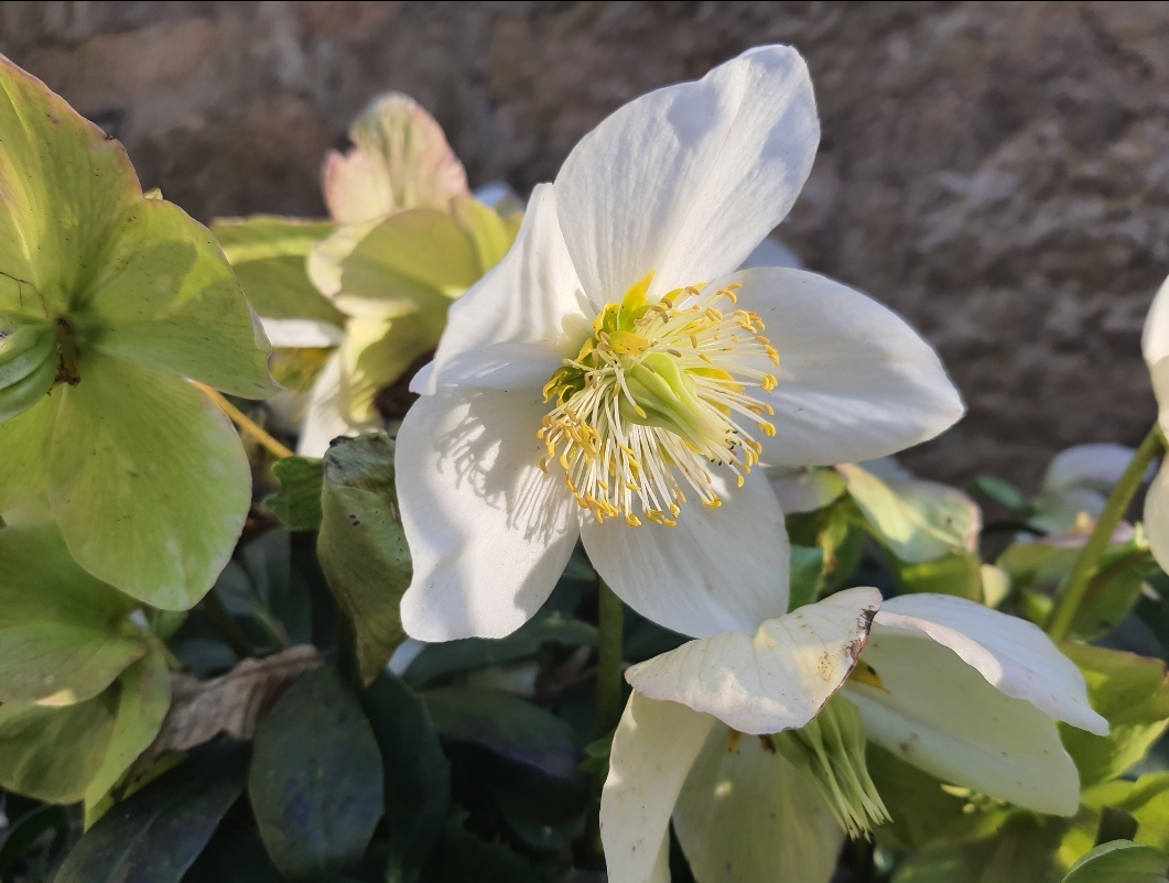 Les Mystères des Myrrophores – Image 2