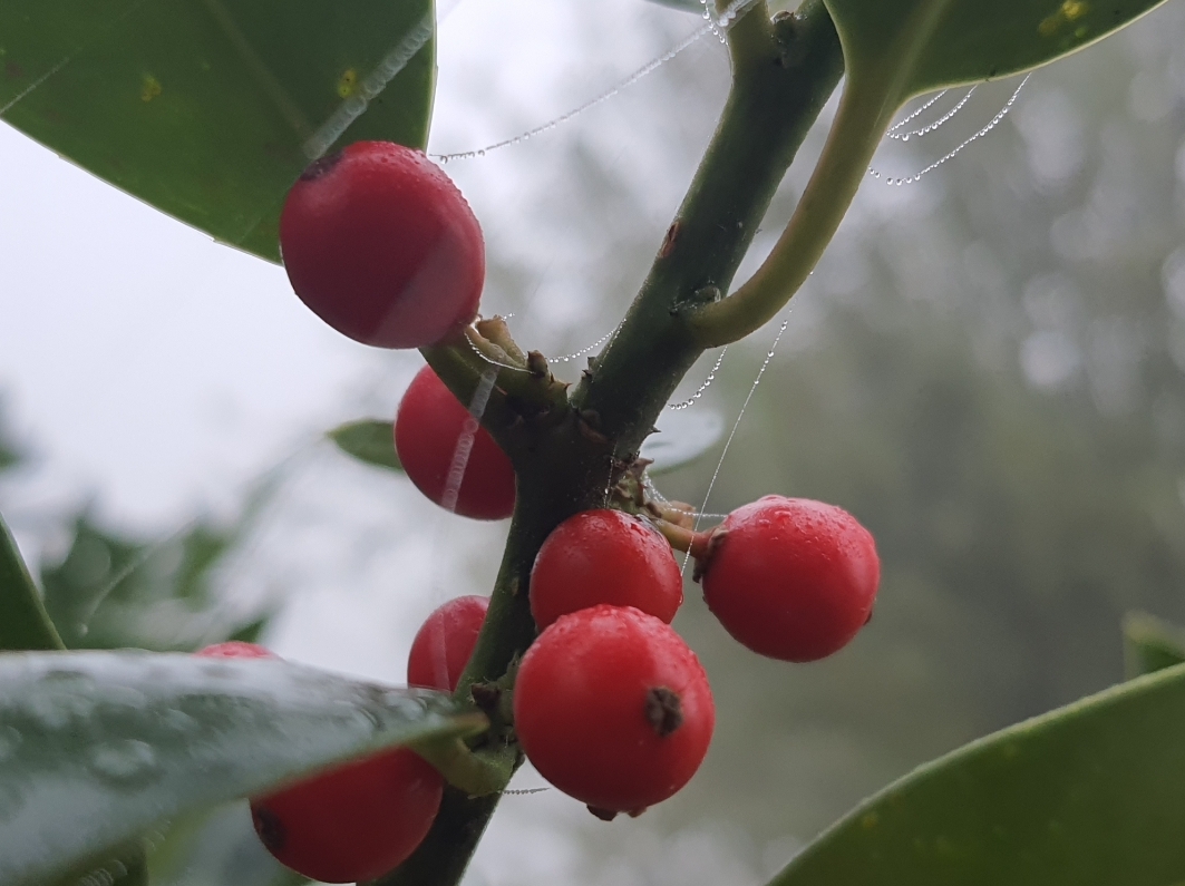 Les Mystères des Myrrophores – Image 7