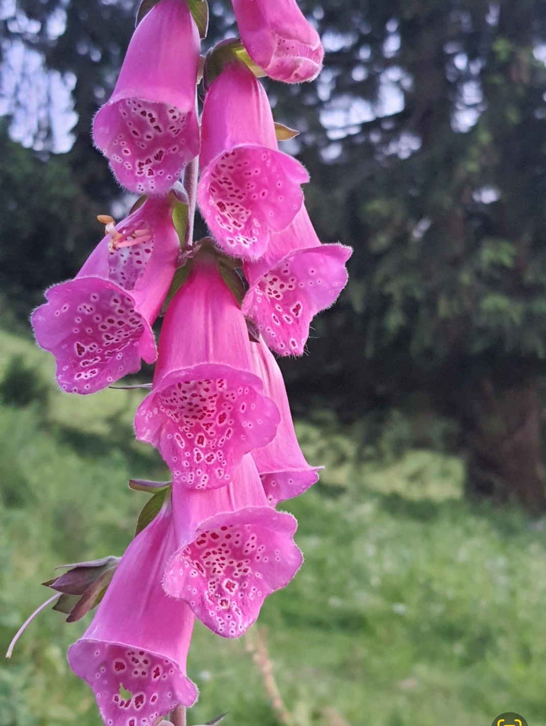 Les Mystères des Myrrophores – Image 5