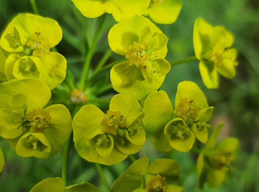 Les Mystères des Myrrophores – Image 4